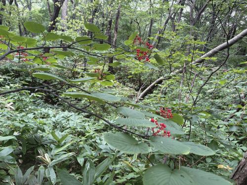 福島県 高湯温泉 吾妻屋周辺情報・最新情報